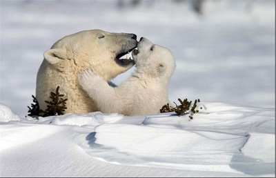 polarbears