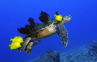 turtle-ride