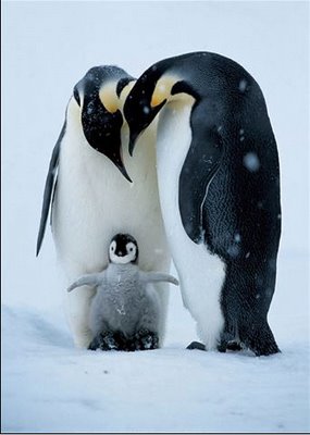 penguins