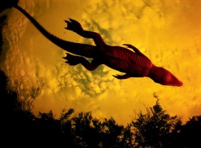 lizard