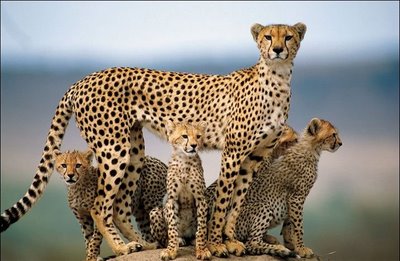 cheetah-family