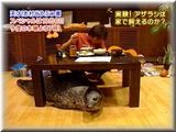 天才!志村どうぶつ園:アザラシと相葉