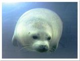 旭山動物園のアザラシ