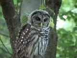 Barred Owl-bird attack