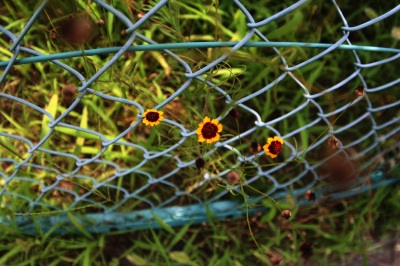 little sun flower