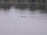 �̡��ȥꥢ