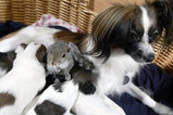 犬とねずみ　１