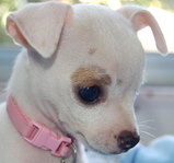 子犬