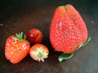 我が家のと市販の苺