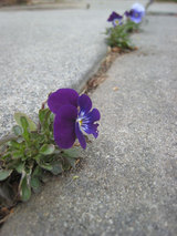 2010_04_03_viola2