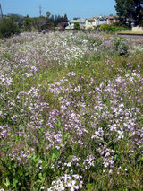 2010_04_07_weeds