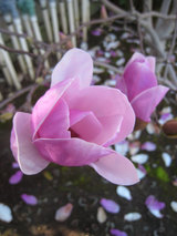 2010_02_22_magnolia_closeup