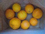 取れたオレンジ