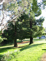 公園