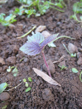 2010_04_03_shiso