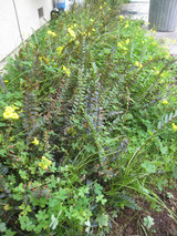 2010_04_03_fern1