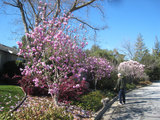 2010_02_22_3magnolia