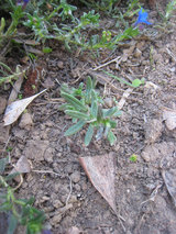 2010_04_03_babyblue