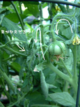 しおれているトマト