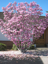 2010_02_22_magnolia_petals