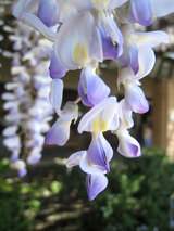 2010_04_07_closeup