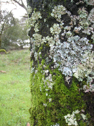 2010_02_02_moss1