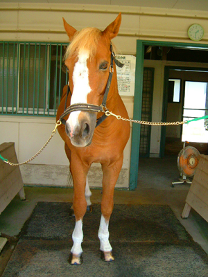 トウショウファルコへの花 花きネットブログ