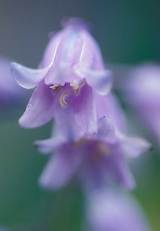 �ͥ����㡼