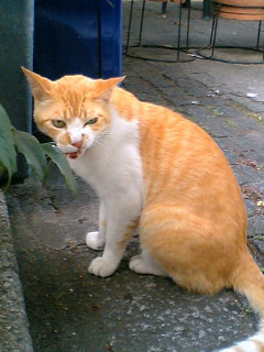 cat