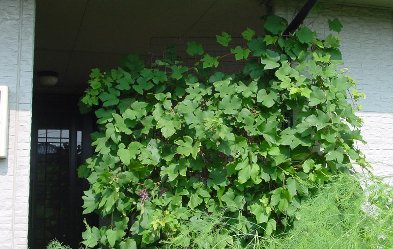 鉢植えぶどう から ぶどう棚 に あれやこれや