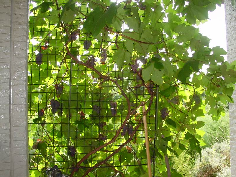 鉢植えぶどう から ぶどう棚 に あれやこれや