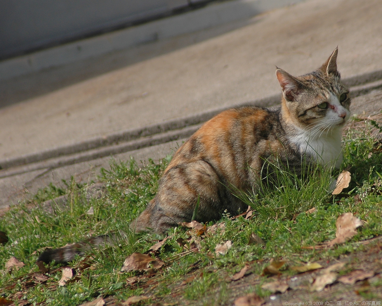 ぬこ 猫 にゃんこの写真別館 Pc用猫壁紙1280 1024 Livedoor Blog ブログ