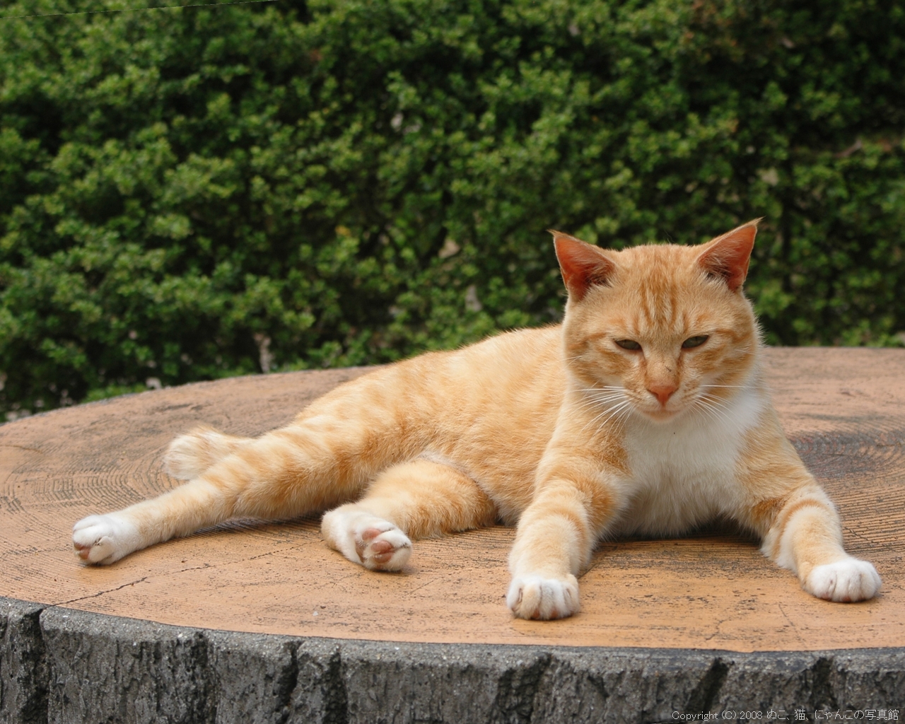ぬこ 猫 にゃんこの写真館 壁紙集 13 ぬこ 猫 にゃんこの写真別館