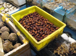 上海の銅川路水産市場で上海蟹を買う！