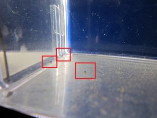 コリドラス孵化2日目