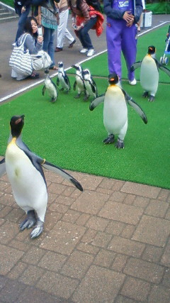 春日ペンギン