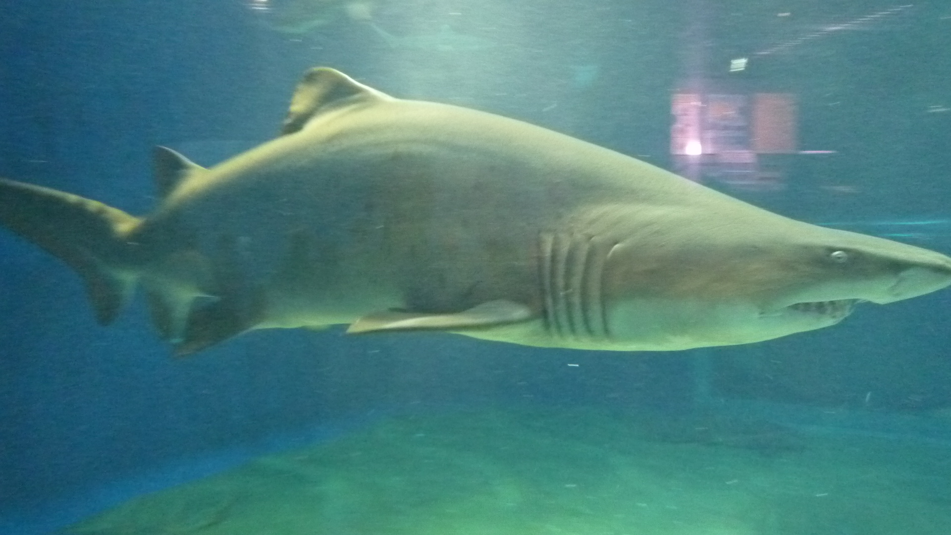 アクアワールド茨城県大洗水族館 | ☆ﾟ･･Serendipity diary of Kurumi*･゜☆