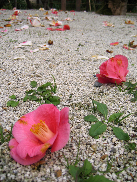 新鮮な椿 散り 方 最高の花の画像