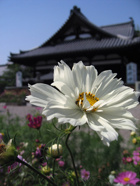 安倍文殊院の春コスモス 竜胆庵日記