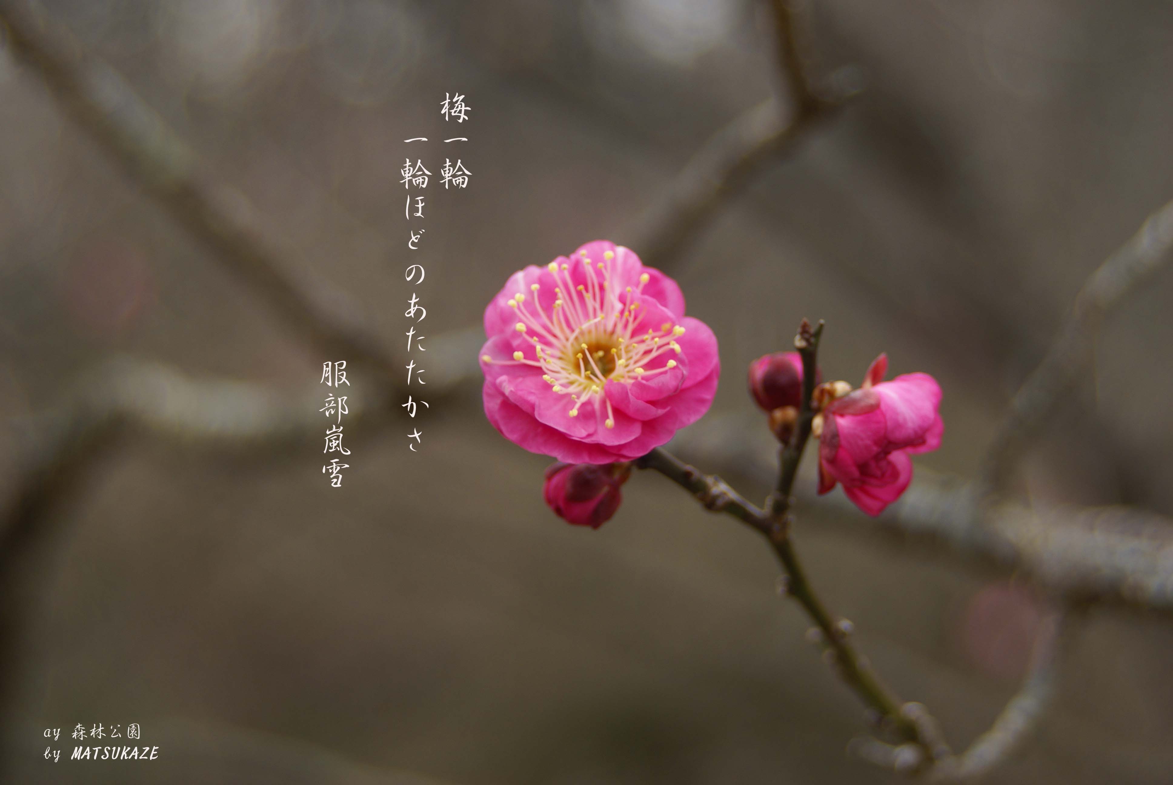 梅一輪 花鳥風月一葉一句 - 写真俳句～～一生感動 一生青春 松風庵