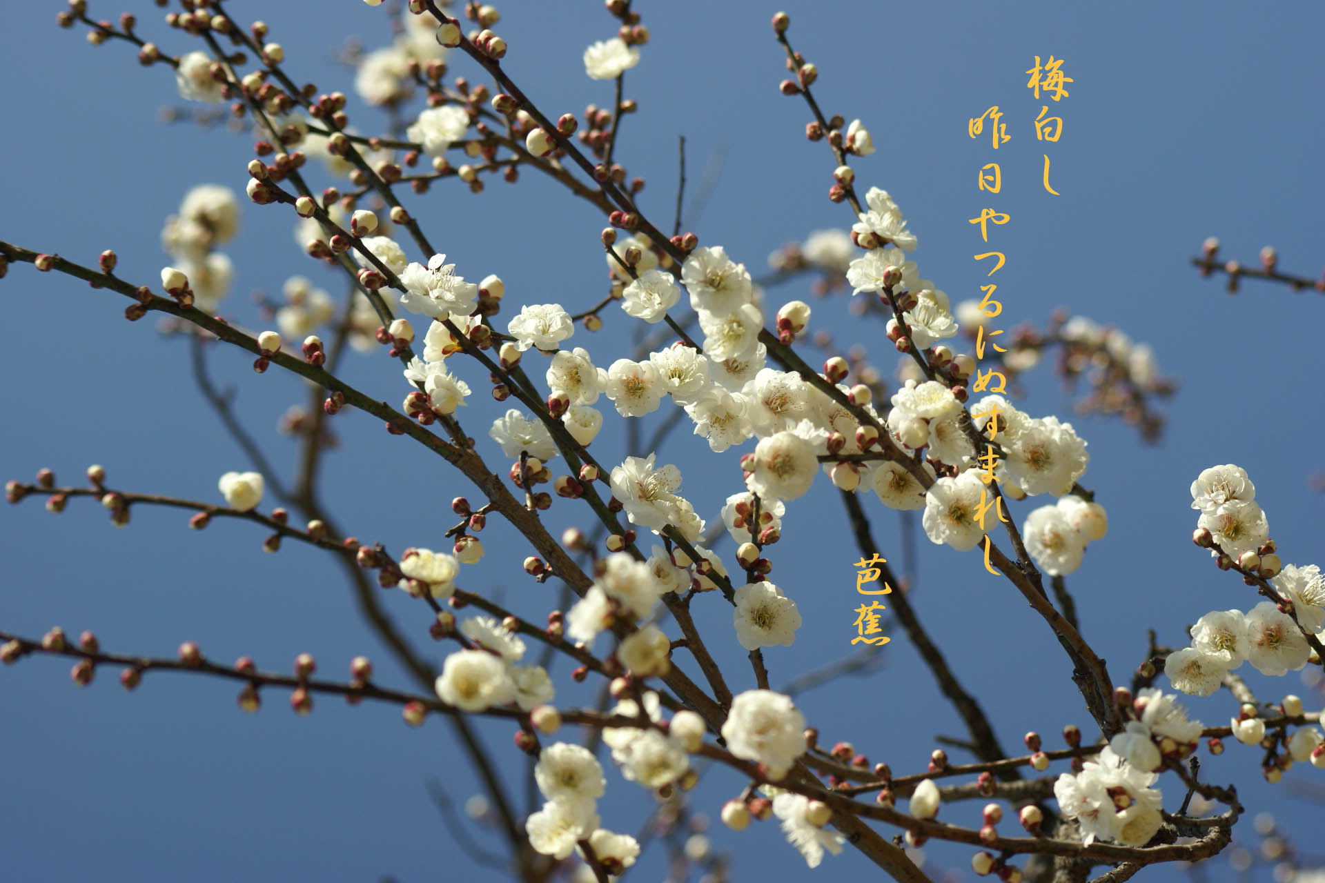 梅白し 花鳥風月一葉一句 - 写真俳句～～一生感動 一生青春 松風庵