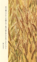 麦の穂１