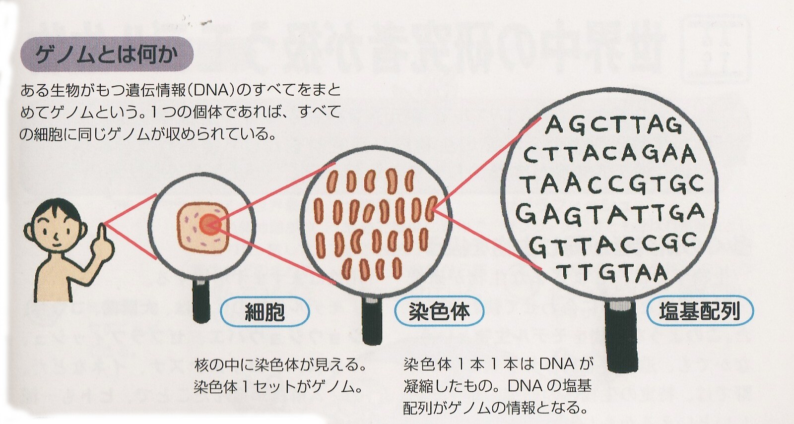 ゲノム
