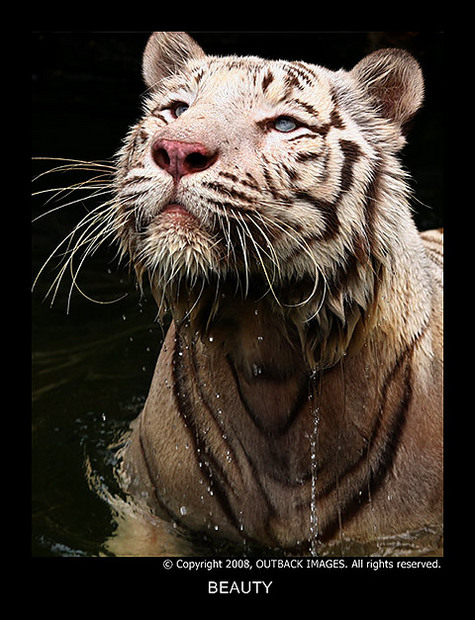 White_Tigers_11