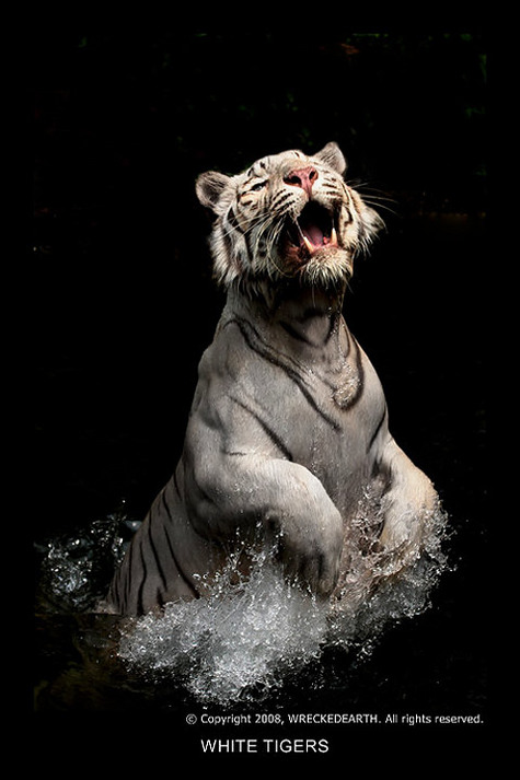 White_Tigers_05