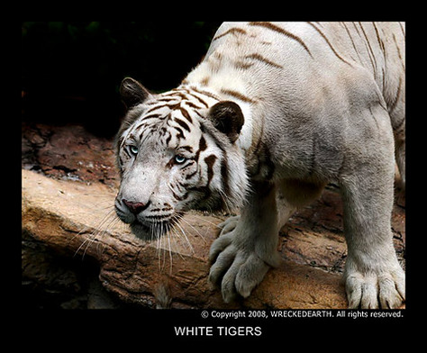 White_Tigers_09