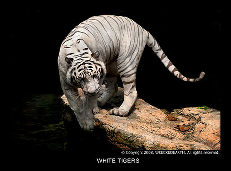 White_Tigers_10