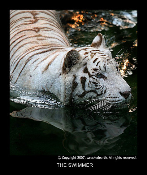 White_Tigers_12