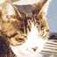 aafe4405.gif