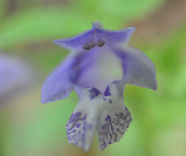 甲州に咲く花 ラショウモンカズラ他 ラブ甲州